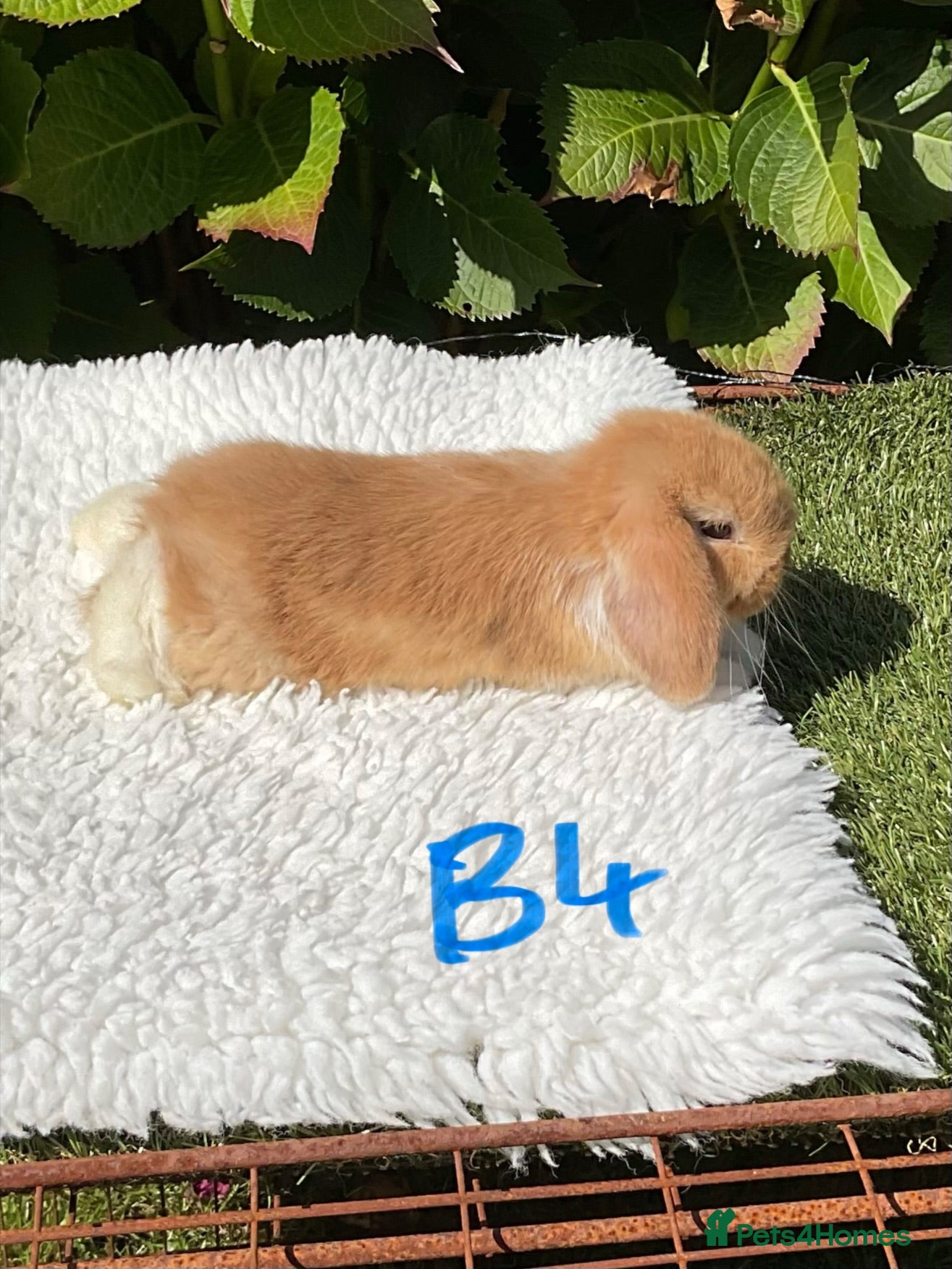 Mini Lop rabbits Pure bred mini lops baby rabbits   - Advert 1