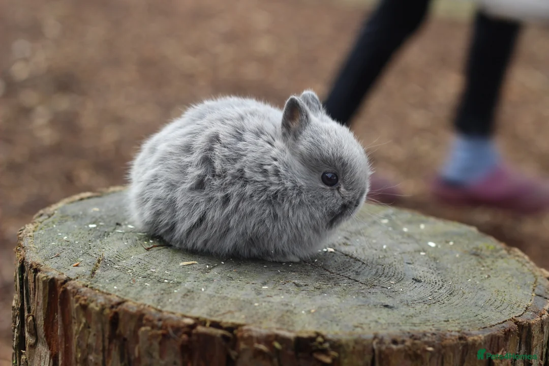 Netherland Dwarf rabbits for sale: Beautiful Netherland Dwarf Baby Rabbits  - Advert 16
