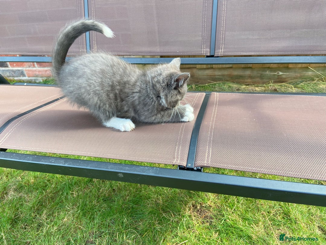 Bengal cats for sale: Three Bengal-Tabby Mix Kittens Ready for New Homes - Image 10