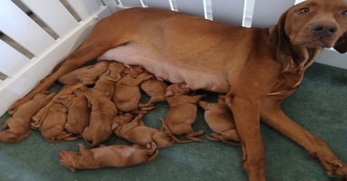 Hungarian Vizsla dogs - Advert 7