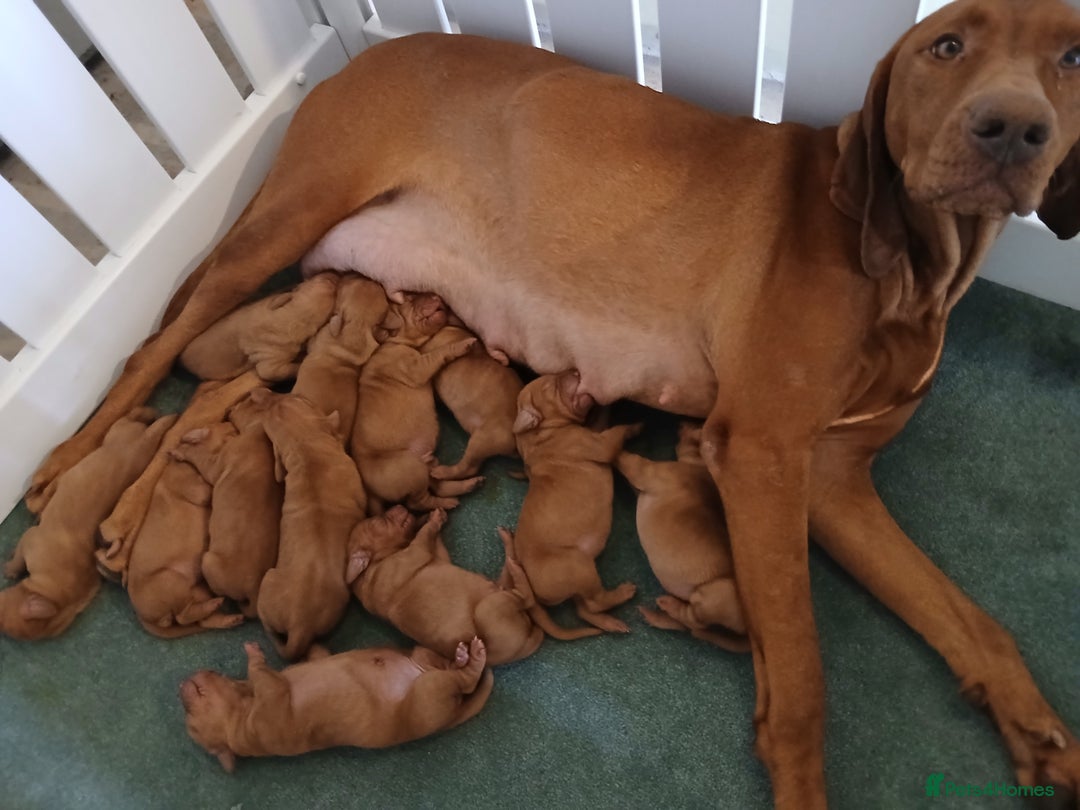 Hungarian Vizsla dogs for sale: CHAMPION BRED KC HUNGARIAN VIZSLAS - Image 8