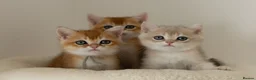British Shorthair cats for sale: Golden Blue and Golden BSH kittens - Advert 2