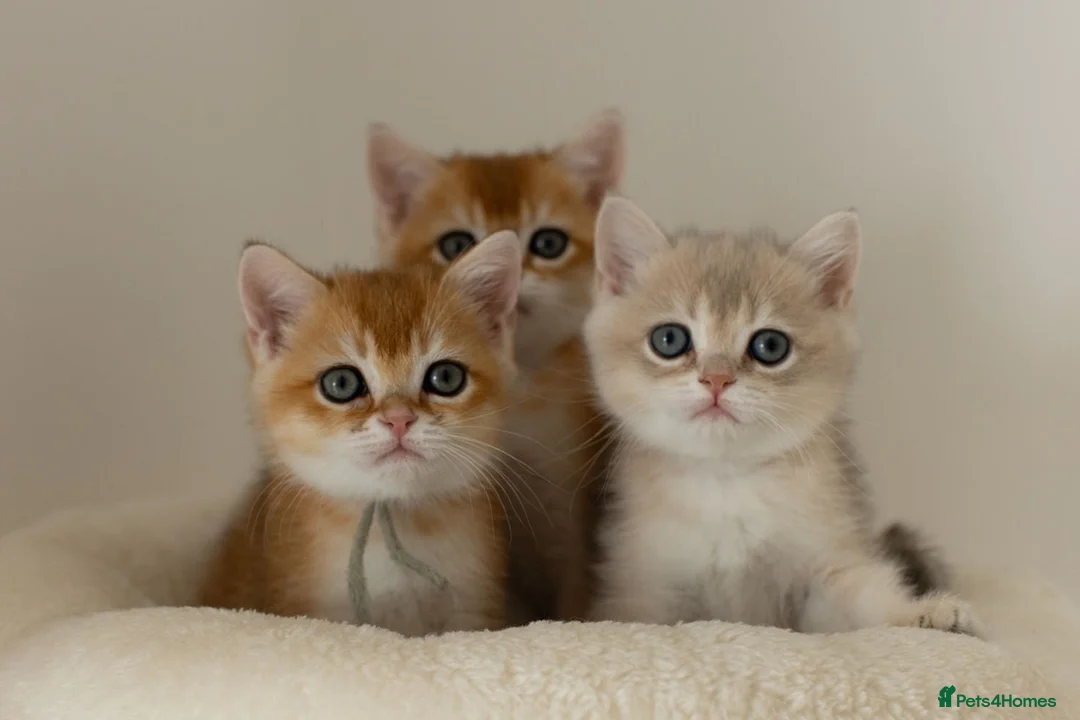 British Shorthair cats for sale: Golden Blue and Golden BSH kittens - Advert 2