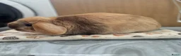 Mini Lop rabbits for sale: Breeding/Pet home mini lops.  - Advert 2