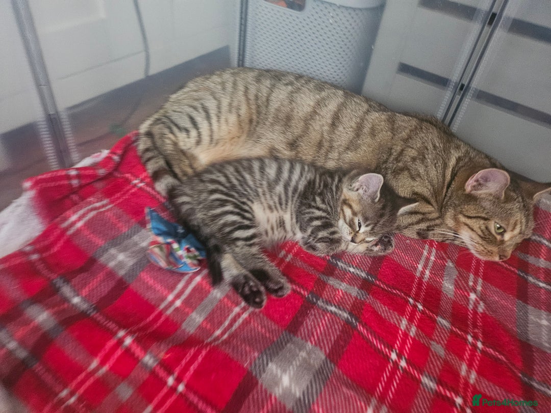 European cats for sale: Female tabby europian shorthair mixed kitten 🏡  - Image 11