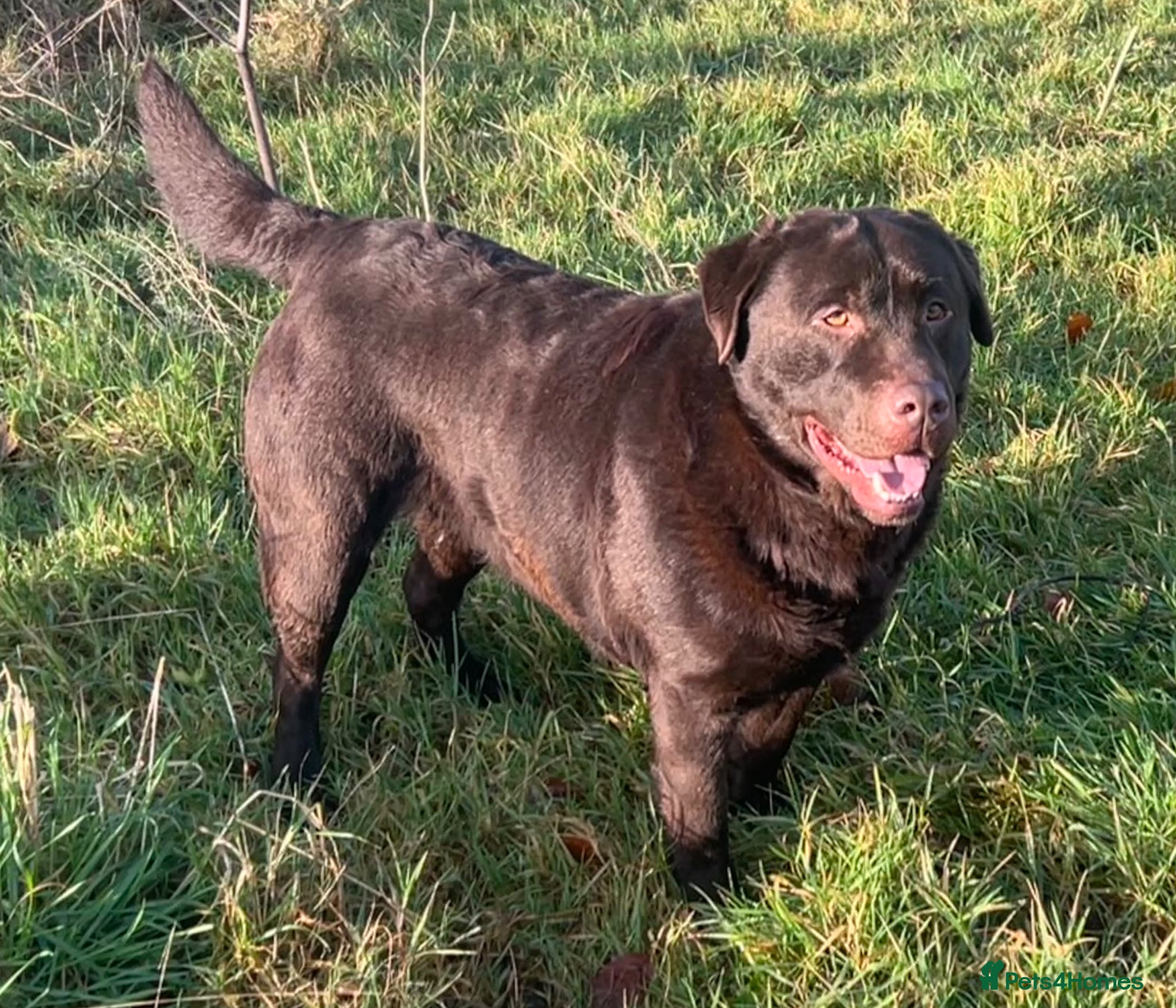 Labrador Retriever dogs Big Bear Looking to give Hugs - Advert 14