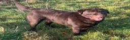 Labrador Retriever dogs for sale: Big Bear Looking to give Hugs - Advert 1