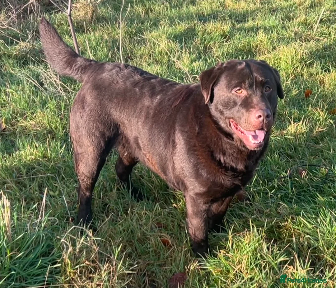 Labrador Retriever dogs for sale: Big Bear Looking to give Hugs - Advert 1