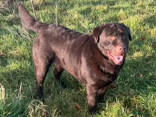 Labrador Retriever dogs Big Bear Looking to give Hugs - Advert 14
