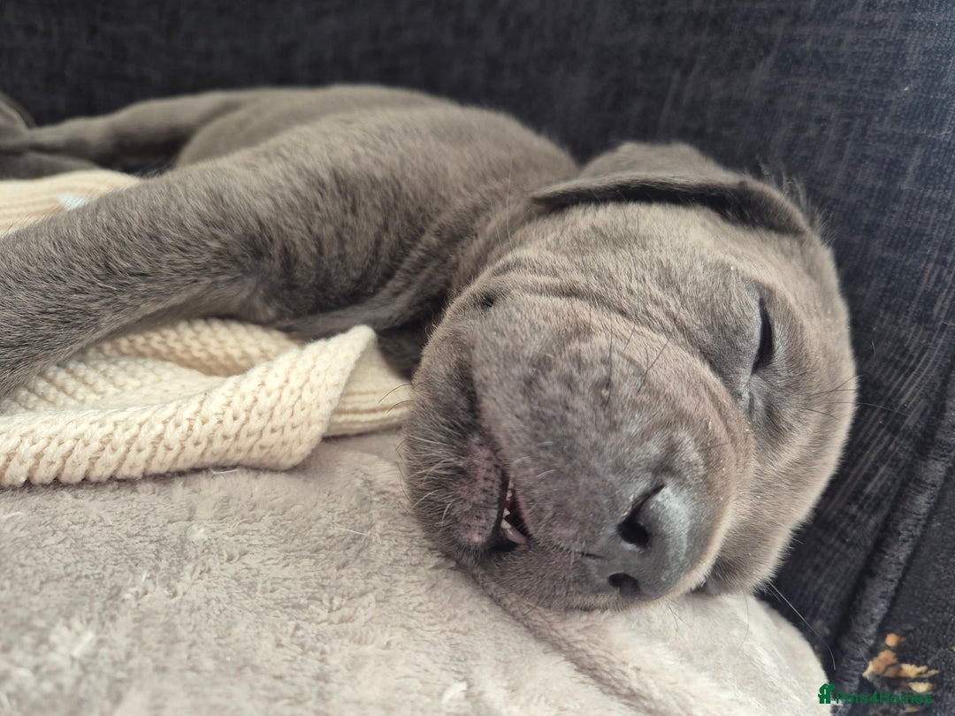 Cane Corso dogs for sale: Beautiful Blue Cane Corso Puppies - Image 31