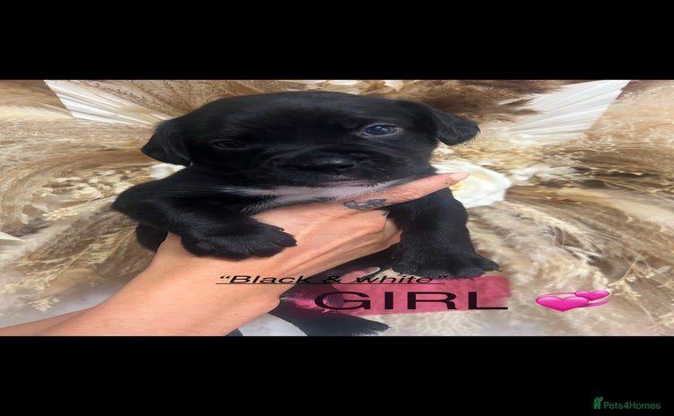 Mixed Breed dogs - Advert 15