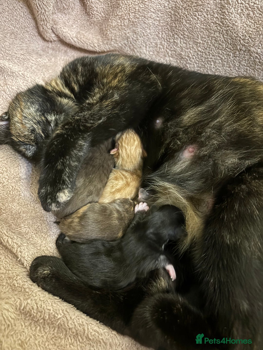 Mixed Breed cats for sale: Litter of 5 kittens  - Advert 1