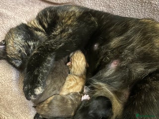 Mixed Breed cats Litter of 5 kittens - Advert 1