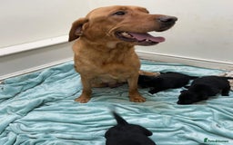 Borador dogs for sale: ⚫️lab x collie puppies ⚪️ - Advert 2