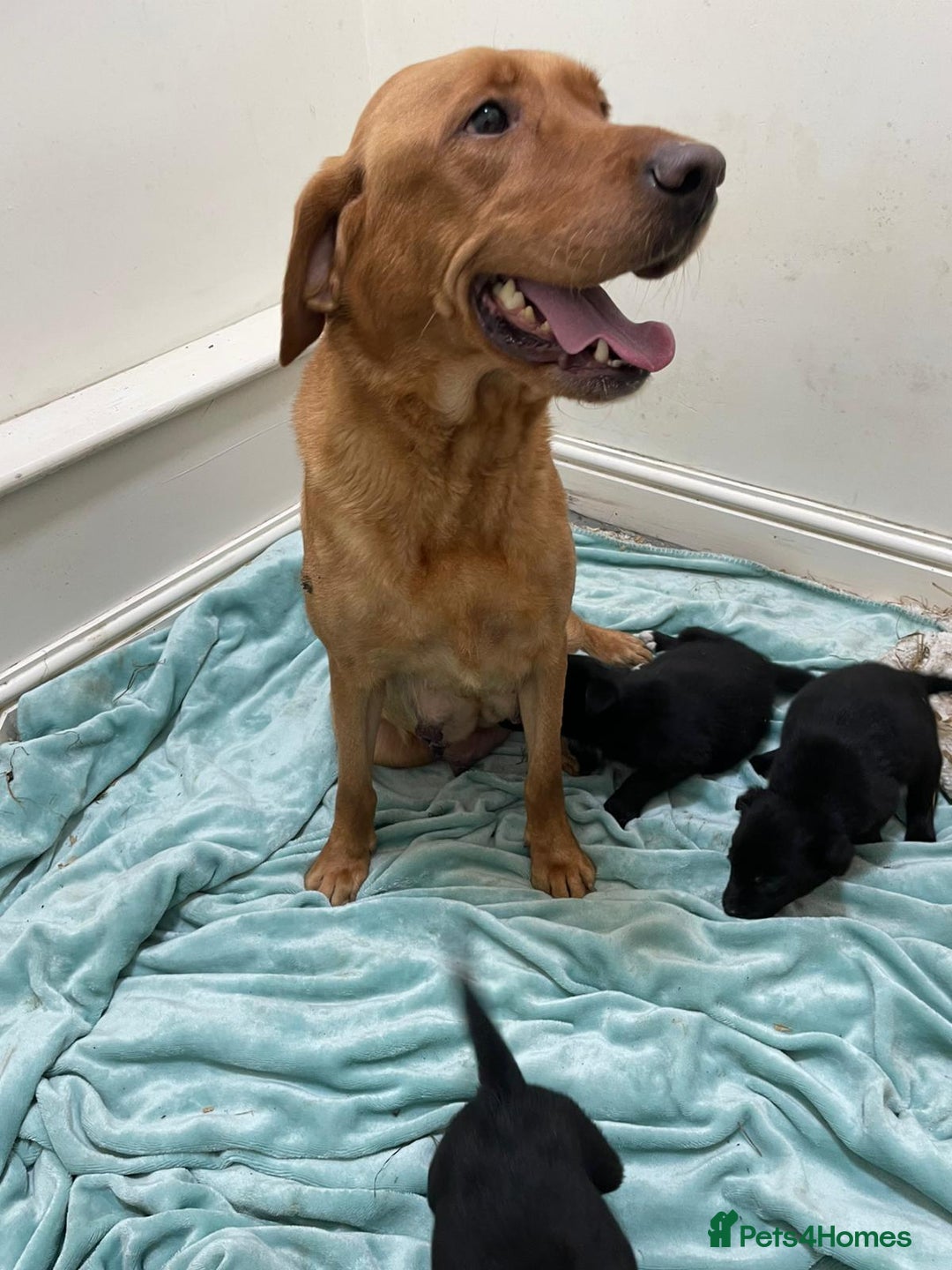 Borador dogs for sale: ⚫️lab x collie puppies ⚪️ - Advert 2