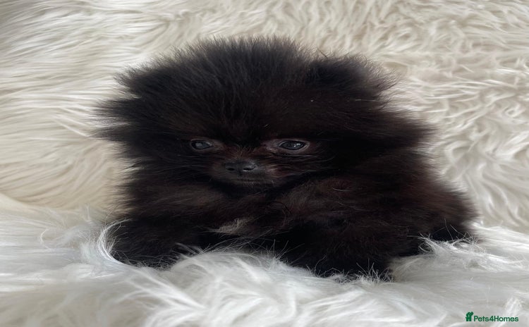 Pomeranian dogs - Advert 3