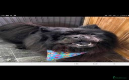 Chow Chow dogs for sale: CHOW CHOW REHOME - Image 5