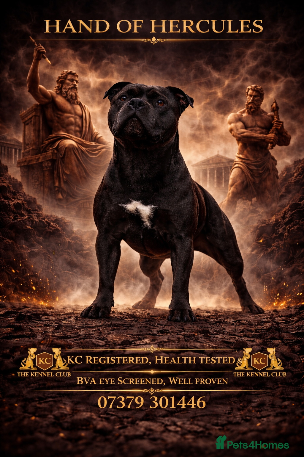 Staffordshire Bull Terrier dogs 🇬🇧 OX BULLZ! HERCULES, BLUE HEALTH TESTED STUD - Advert 3