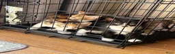 Mixed Breed cats for sale: Two female kittens for sale  in Tamworth - Advert 4