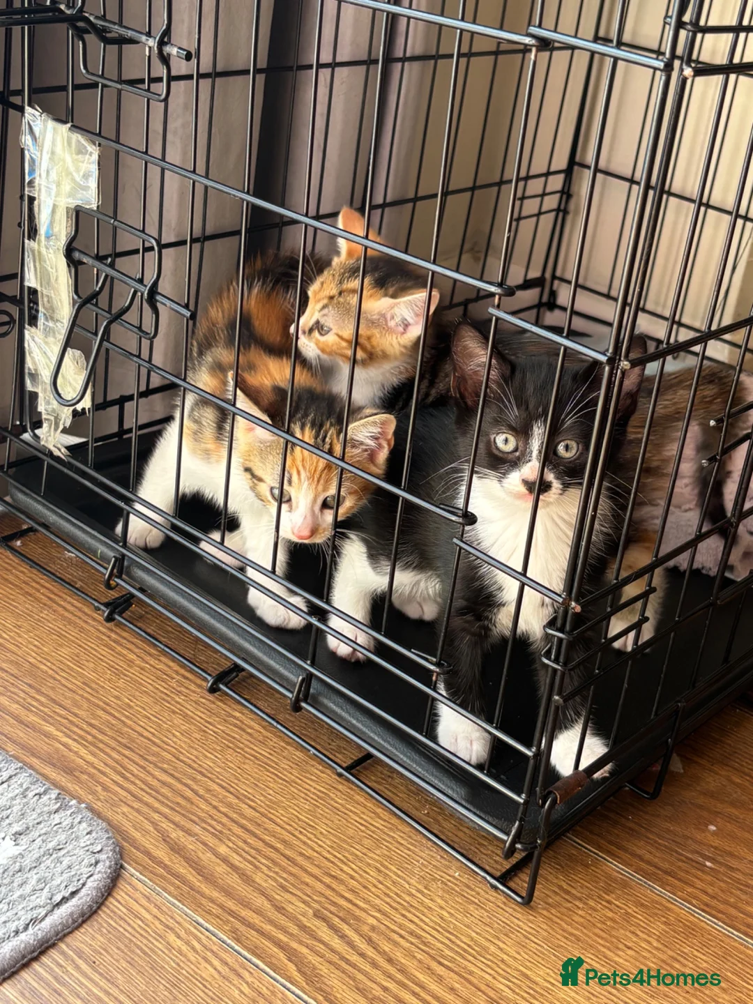 Mixed Breed cats for sale: Two female kittens for sale  in Tamworth - Advert 4