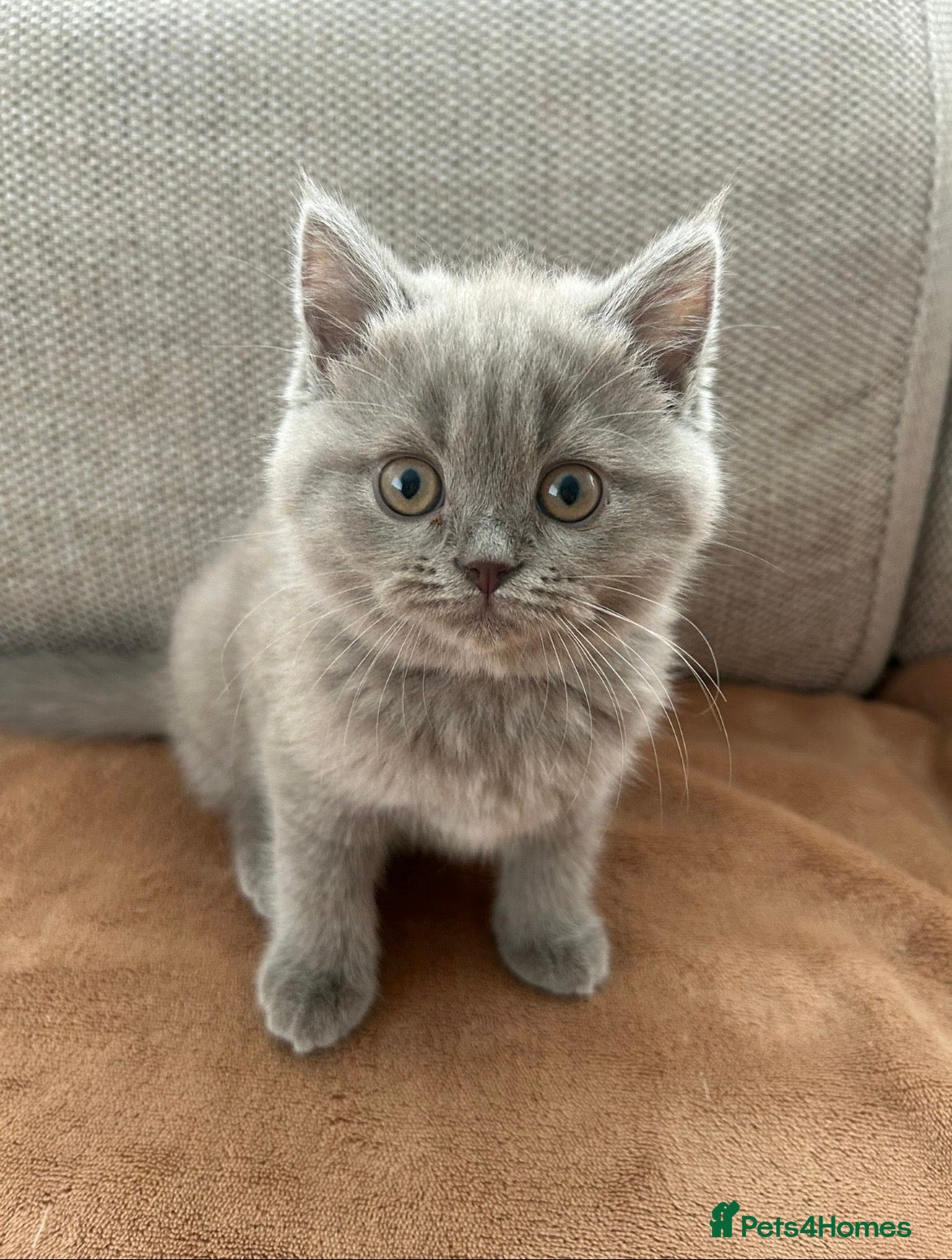 British Shorthair cats Chunky British shorthair kittens blue and lilac - Advert 1