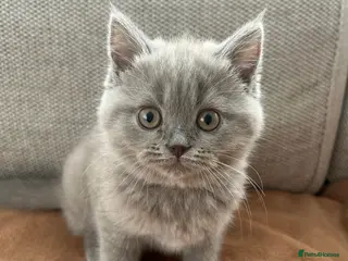 British Shorthair cats Chunky British shorthair kittens blue and lilac - Advert 1