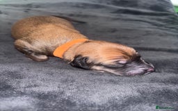 Mixed Breed dogs for sale: Saluki Bull Grey Puppies  - Image 16