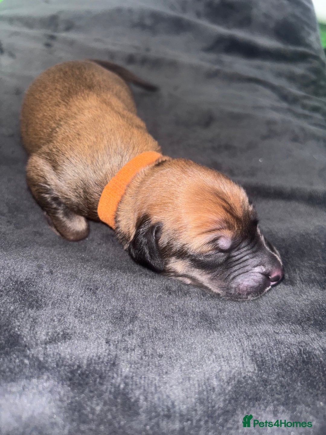 Mixed Breed dogs for sale: Saluki Bull Grey Puppies  - Image 16