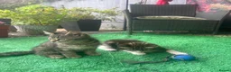 Mixed Breed cats for sale: 🐾 Playful Kittens Looking for Their Forever Homes - Advert 4