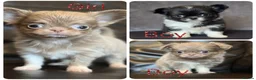 Chihuahua dogs for sale: Exquisite chihuahuas  - Advert 1