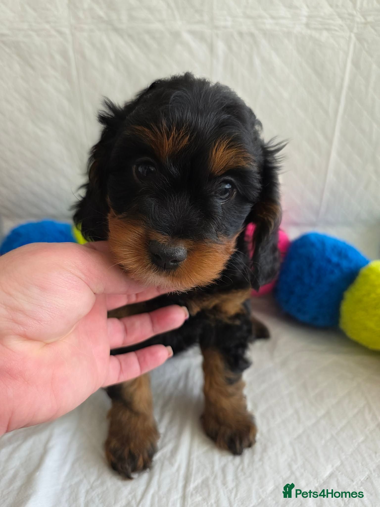 Cavapoo dogs ⭐💗Beautiful Cavapoo Girl💗⭐ - Advert 5