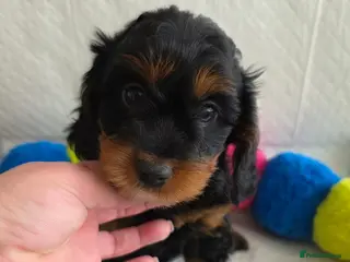 Cavapoo dogs ⭐💗Beautiful Cavapoo Girl💗⭐ - Advert 6
