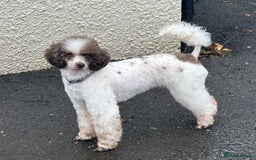 Miniature Poodle dogs for stud: KC registered Health tested Miniature Poodle in Alston - Image 1