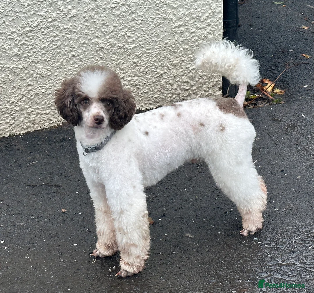Miniature Poodle dogs for stud: KC registered Health tested Miniature Poodle in Alston - Advert 1