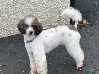 Miniature Poodle dogs KC registered Health tested Miniature Poodle in Alston - Advert 4