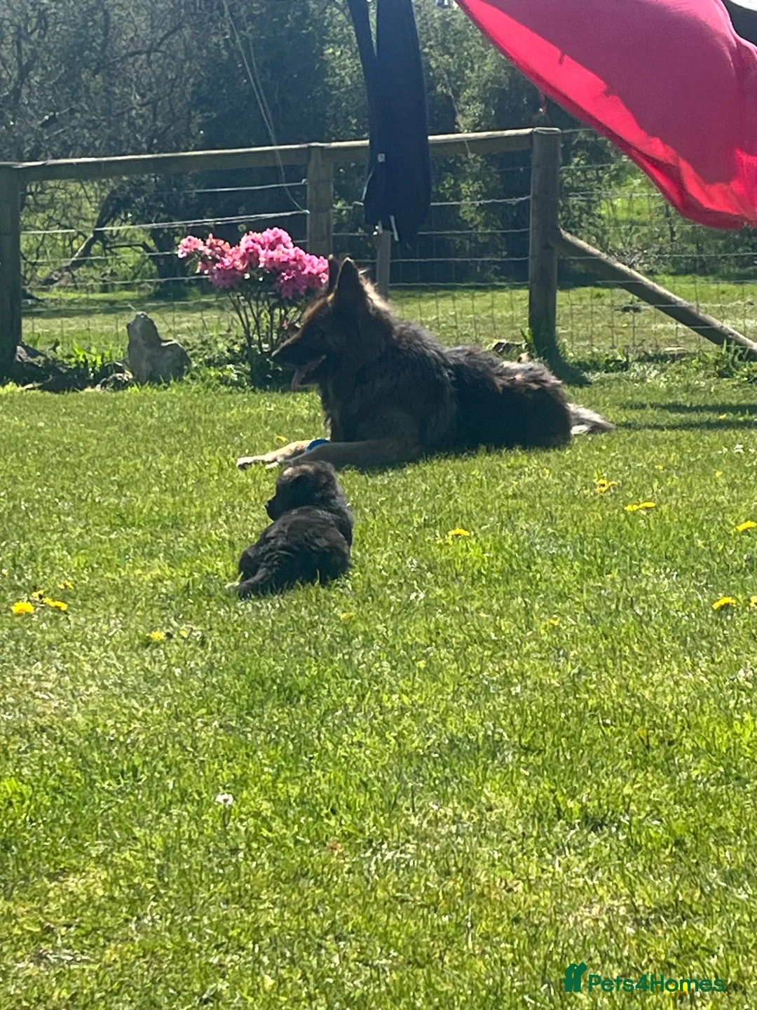 German Shepherd dogs for sale: German shepherd Puppies  - Advert 16
