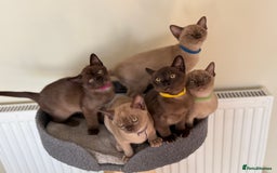 Burmese cats for sale: Stunning Beautiful Burnese  - Advert 12
