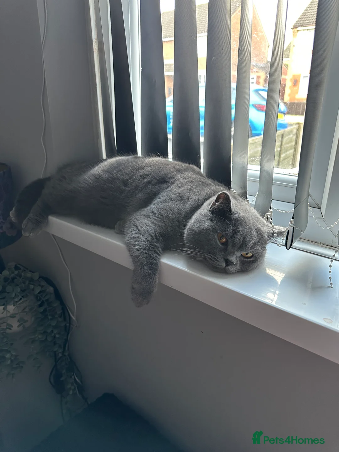 British Shorthair cats for stud: Hugo proven stud  - Advert 1