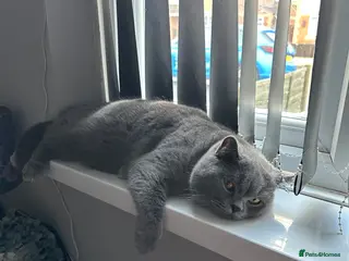 British Shorthair cats Hugo proven stud - Advert 2