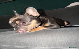 French Bulldog dogs for sale: Female blue n tan French bulldog  - Advert 3