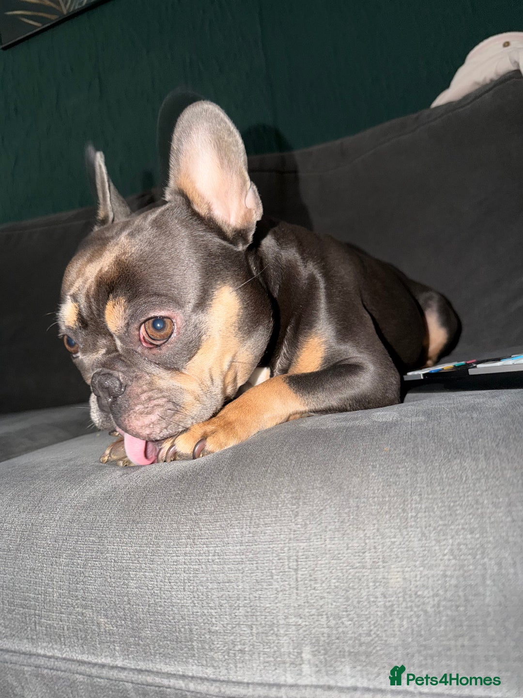 French Bulldog dogs for sale: Female blue n tan French bulldog  - Advert 3