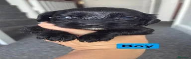 Cockapoo 2