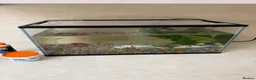 Minnows fish for sale: Fish Tank / accessories / Fish for sale  - Advert 2