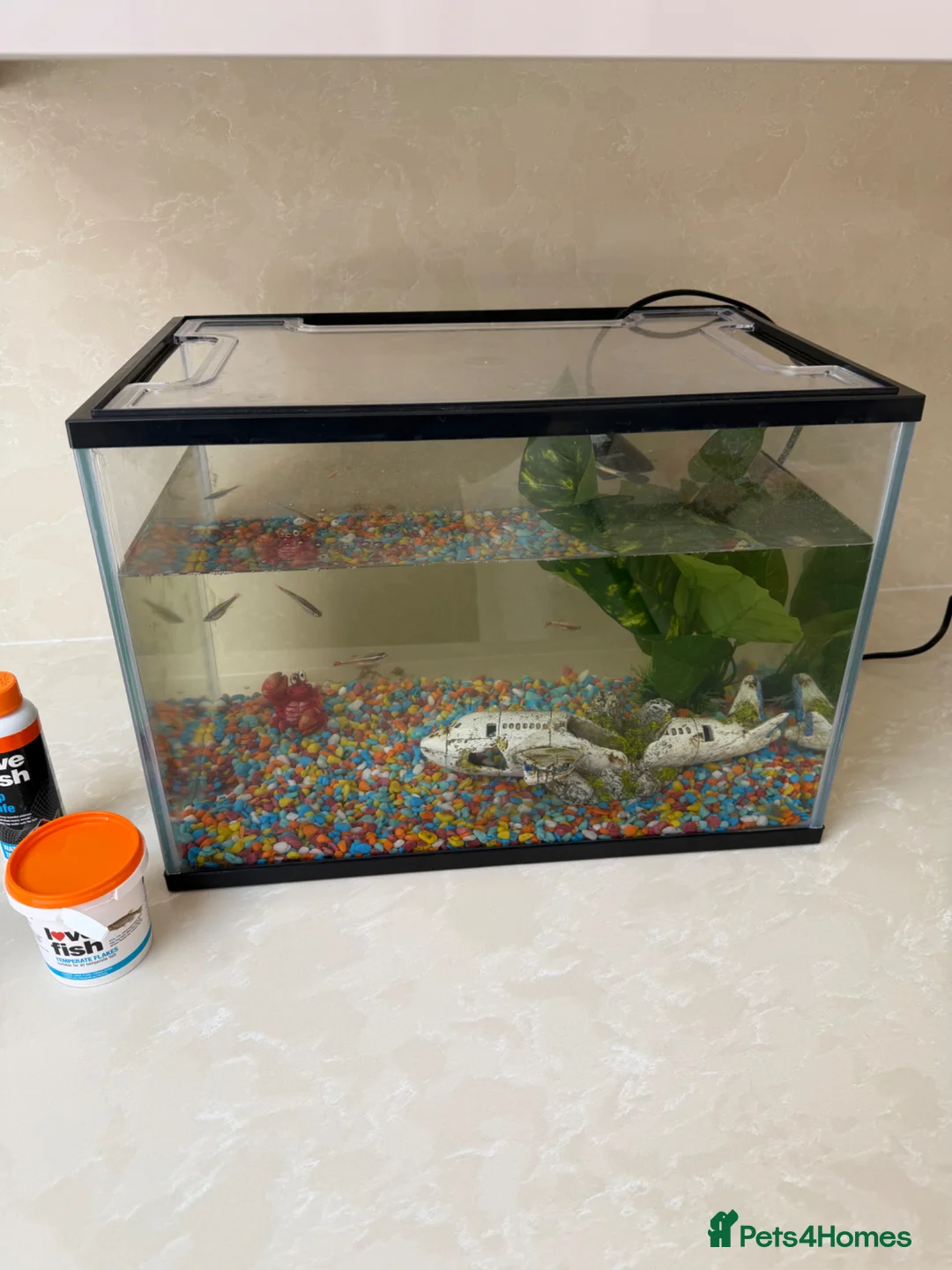 Minnows fish for sale: Fish Tank / accessories / Fish for sale  - Advert 2