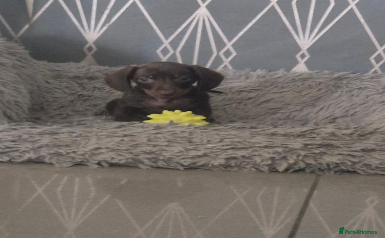 Miniature Dachshund dogs - Advert 11