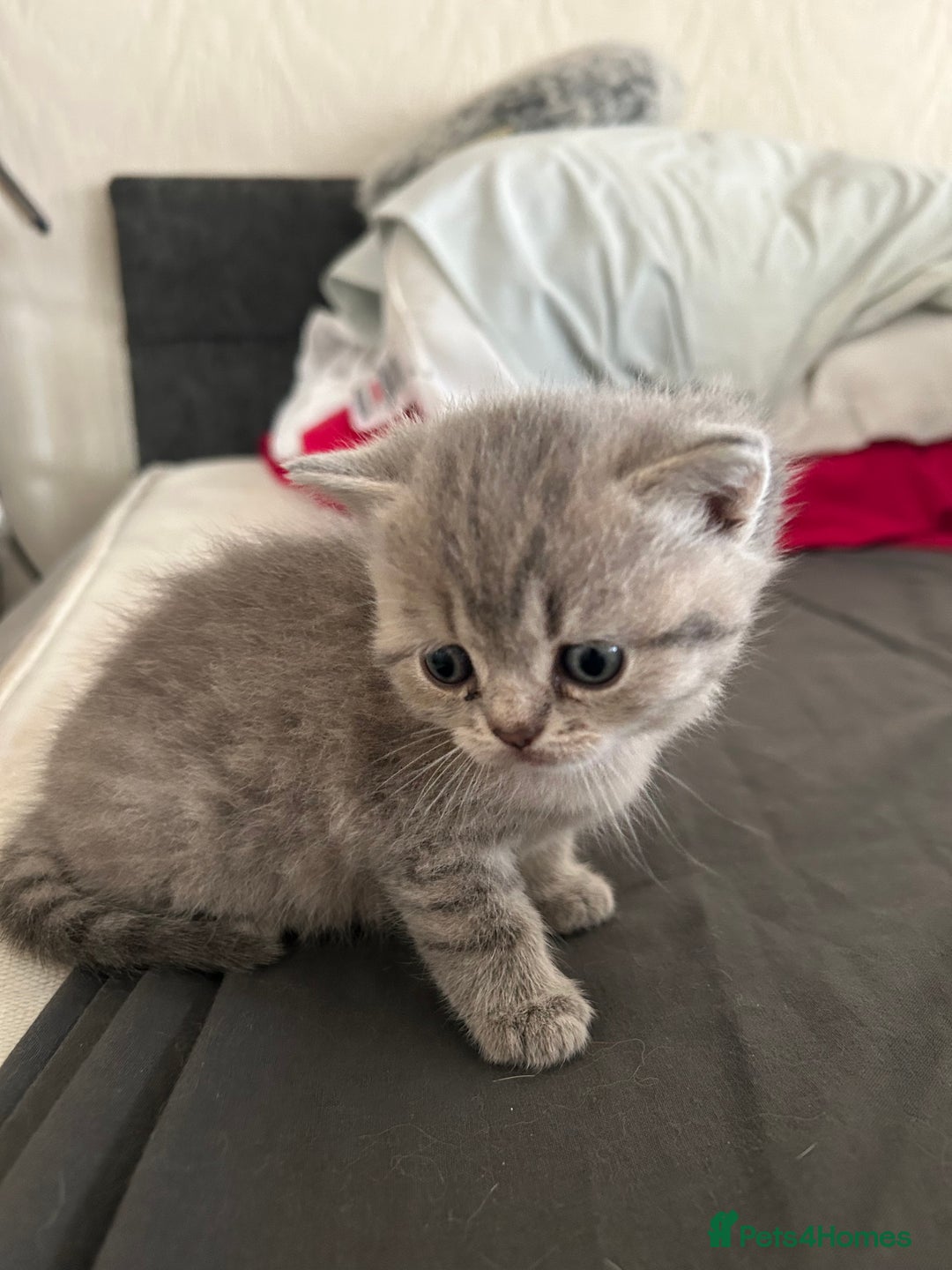 British Shorthair cats for sale: British shorthair kittens  - Image 20