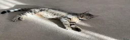 British Shorthair cats for sale: Beautiful tabby cat looking to be rehomed - Advert 3