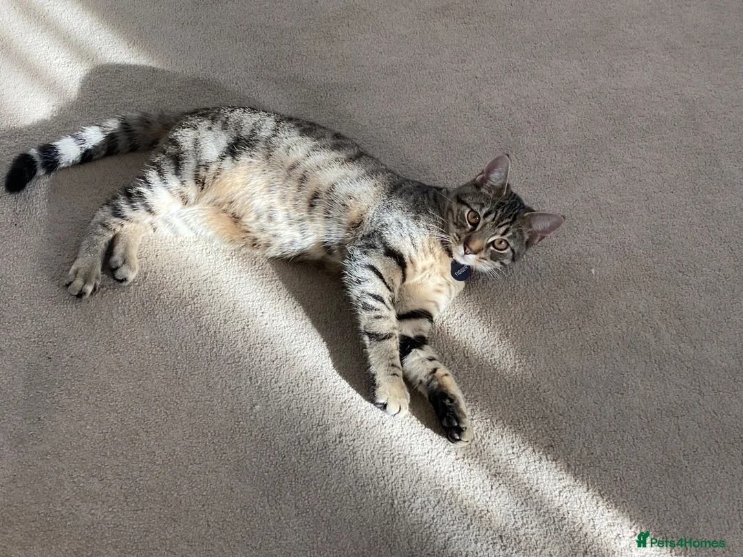 British Shorthair cats for sale: Beautiful tabby cat looking to be rehomed - Advert 3