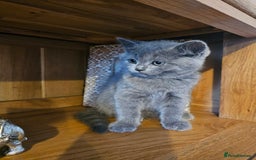 British Shorthair cats for sale: British shorthair kittens for sale.  - Image 1