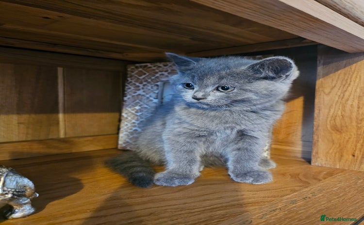 British Shorthair cats - Advert 4